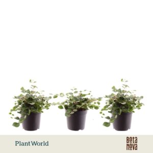 Pellaea rotundifolia
(16 Plants/Order)(7cmP 10cmH)