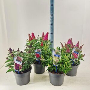 Buddleja Butterfly Candy mixed d. P19 (minimum order one layer)
(1 Plants/Order)(19cmP 45cmH)