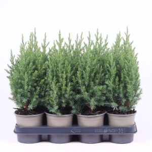 Juniperus chinensis Stricta
(11 Plants/Order)(11cmP 40cmH)