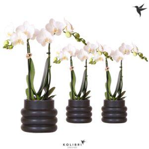 Phalaenopsis Multiflora white 2 spike in Bubble Pot black
(6 Plants/Order)(9cmP 40cmH)