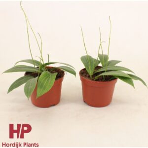 Hoya Hoya soligamiana P12
(8 Plants/Order)(12cmP 5cmH)