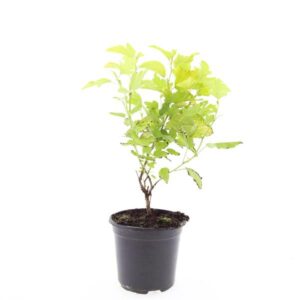 Physocarpus opulifolius Darts Gol
(8 Plants/Order)(14cmP 10cmH)