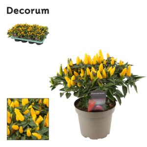 Capsicum annuum Torero Yellow Capscium
(8 Plants/Order)(13cmP 23cmH)