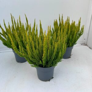 Calluna Skyline """Beauty Ladies"" VEGAS_T10,5"
(10 Plants/Order)(10.5cmP 30cmH)