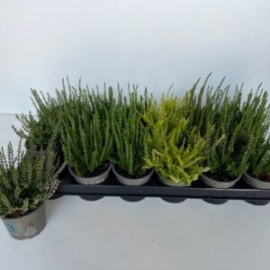 Calluna vulgaris Beauty Ladies mixed
(18 Plants/Order)(9cmP 10cmH)