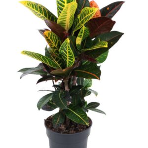 Codiaeum Petra busch P19
(1 Plants/Order)(19cmP 70cmH)