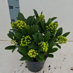 Skimmia japonica Temptation 17cm 8-9 receme
(6 Plants/Order)(17cmP 40cmH)