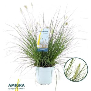 Pennisetum alopecuroides Little Ham
(1 Plants/Order)(23cmP 80cmH)