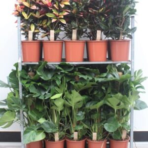 Indoor plants Mixkar Croton Monstera
(20 Plants/Order)(27cmP 120cmH)