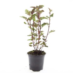 Physocarpus opulifolius Red Baron'
(8 Plants/Order)(14cmP 10cmH)