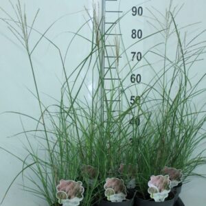 Miscanthus sinensis Flamingo
(6 Plants/Order)(17cmP 100cmH)