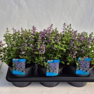 Nepeta (Faassenii Grp) Purrsian Blu
(6 Plants/Order)(17cmP 20cmH)