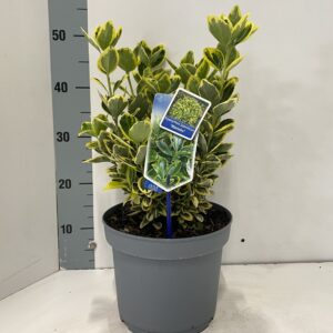 Euonymus japonicus Ovatus Aureus Marieke'
(1 Plants/Order)(23cmP 40cmH)