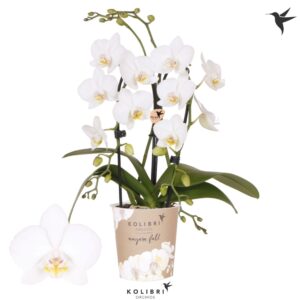 Phalaenopsis Elegant Cascade Niagara Fall white 2 spike
(8 Plants/Order)(9cmP 40cmH)