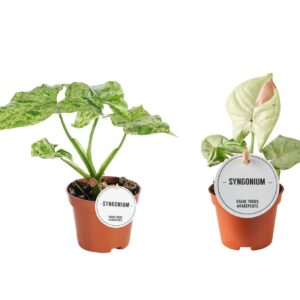 Syngonium mix P6
(20 Plants/Order)(6cmP 15cmH)