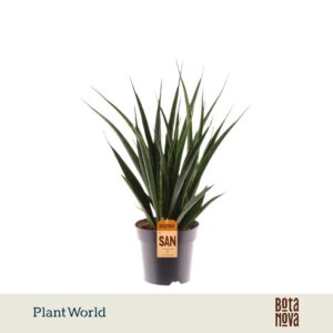 Sansevieria Friends kirkii
(7 Plants/Order)(14cmP 50cmH)