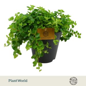 Peperomia rotundifolia
(6 Plants/Order)(15cmP 25cmH)
