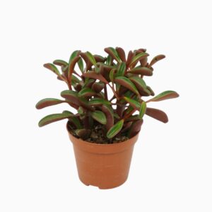 Peperomia graveolens 8,5 cm met etiket
(12 Plants/Order)(8.5cmP 15cmH)
