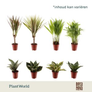 Indoor plants Tiny Happy Family luxe mix 6-7 Types
(20 Plants/Order)(5.5cmP 10cmH)