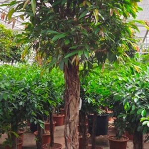 Ficus Amstel King
(1 Plants/Order)(70cmP 300cmH)