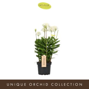 Epidendrum Cuzco
(4 Plants/Order)(15cmP 50cmH)