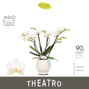 Phalaenopsis Multiflora Theatro Funk 4 spike in Abruzzo White Aquo
(4 Plants/Order)(7cmP 30cmH)