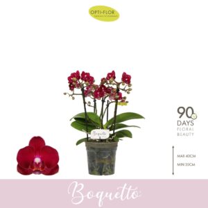 Phalaenopsis Multiflora Boquetto Temptation 3-5 spike
(6 Plants/Order)(12cmP 35cmH)