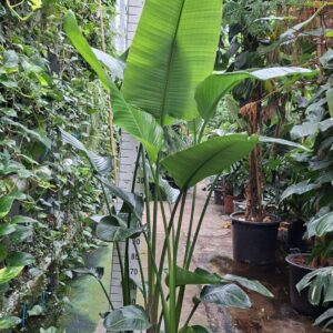 Strelitzia nicolai toef 250
(1 Plants/Order)(50cmP 270cmH)