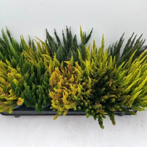 Calluna Skyline """Beauty Ladies"""
(10 Plants/Order)(10.5cmP 30cmH)