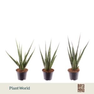 Sansevieria Cylindrica Digitorum'
(16 Plants/Order)(7cmP 20cmH)