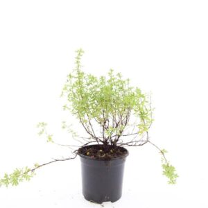 Potentilla Blink f.
(8 Plants/Order)(14cmP 25cmH)