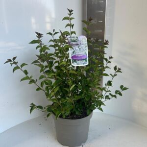 Syringa meyeri Flowerfesta® White ('Anny200810'PBR)
(1 Plants/Order)(23cmP 60cmH)