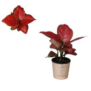 Aglaonema other Aglaonema `Danxia`
(4 Plants/Order)(12cmP 30cmH)