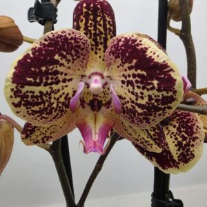 Phalaenopsis other Limited 61 Week 26
(10 Plants/Order)(12cmP 60cmH)
