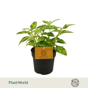 Pedilanthus tithymaloides 10,5 cm
(8 Plants/Order)(10.5cmP 15cmH)