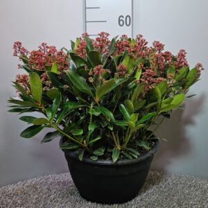 Skimmia japonica Rubella Schaal XL
(1 Plants/Order)(32cmP 55cmH)