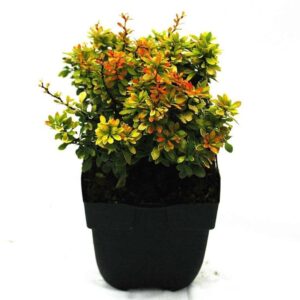 Berberis thunbergii 'Goldalita' P17
(6 Plants/Order)(17cmP 35cmH)