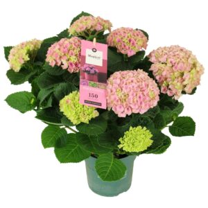 Hydrangea Magical Evolution Hydrangea Magical Evolution ® pink 5/6 flowers
(6 Plants/Order)(14cmP 40cmH)