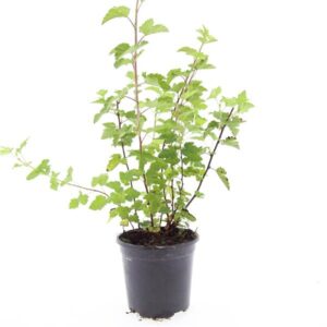 Physocarpus opulifolius capitatus 'Tilden Park'
(8 Plants/Order)(14cmP 10cmH)