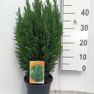 Chamaecyparis law. 'Ellwoodii
(1 Plants/Order)(19cmP 65cmH)