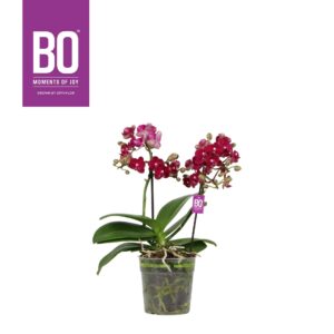 Phalaenopsis Multiflora Flora P12 BO Temptation 2 spike
(6 Plants/Order)(12cmP 35cmH)