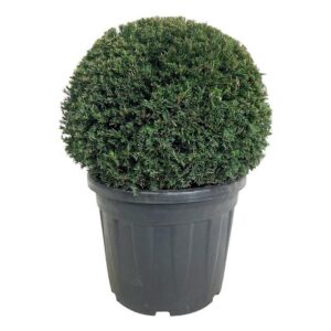 Taxus baccata Taxus b. 'Höpken's Gigant'
(1 Plants/Order)(50cmP 80cmH)