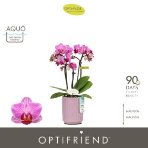 Phalaenopsis Multifloratypes other Optifriend Lotte 3 spike in Molise Lilac Aquo
(6 Plants/Order)(7cmP 25cmH)