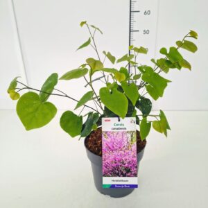 Cercis canadensis 30-40C4
(1 Plants/Order)(21cmP 60cmH)