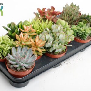 Succulenten mix
(12 Plants/Order)(10.5cmP 15cmH)