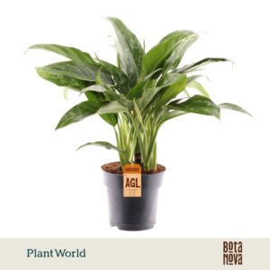 Aglaonema Green Lady
(6 Plants/Order)(17cmP 55cmH)