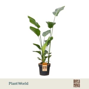 Strelitzia nicolai 3 PP (zonder bloem) 140-160cm
(1 Plants/Order)(24cmP 140cmH)
