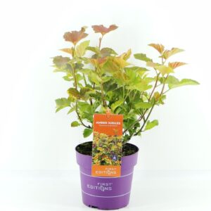 Physocarpus opulifolius Amber Jubilee (First Editions®)
(1 Plants/Order)(19cmP 50cmH)