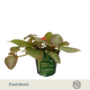Episcia cupreata Tierra Plata
(8 Plants/Order)(12cmP 20cmH)