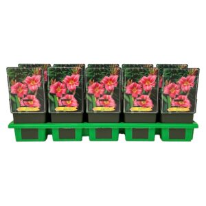 Hemerocallis Summer Wine
(10 Plants/Order)(11cmP 25cmH)
